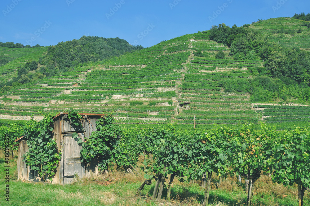 Weinbau in der Wachau an der Donau bei Dürnstein,Niederösterreich