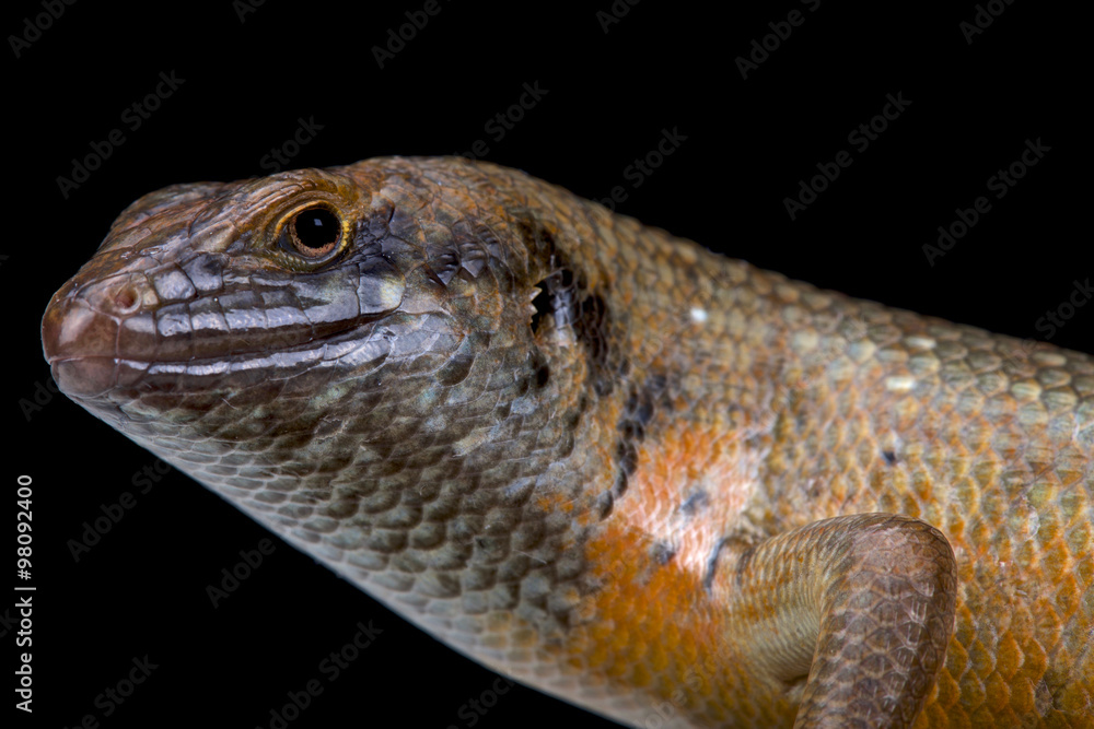 Obraz premium Kenyan zebra skink (Trachylepis dichroma) male
