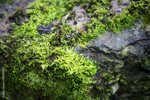 closeup of moss on a stone © wernerimages