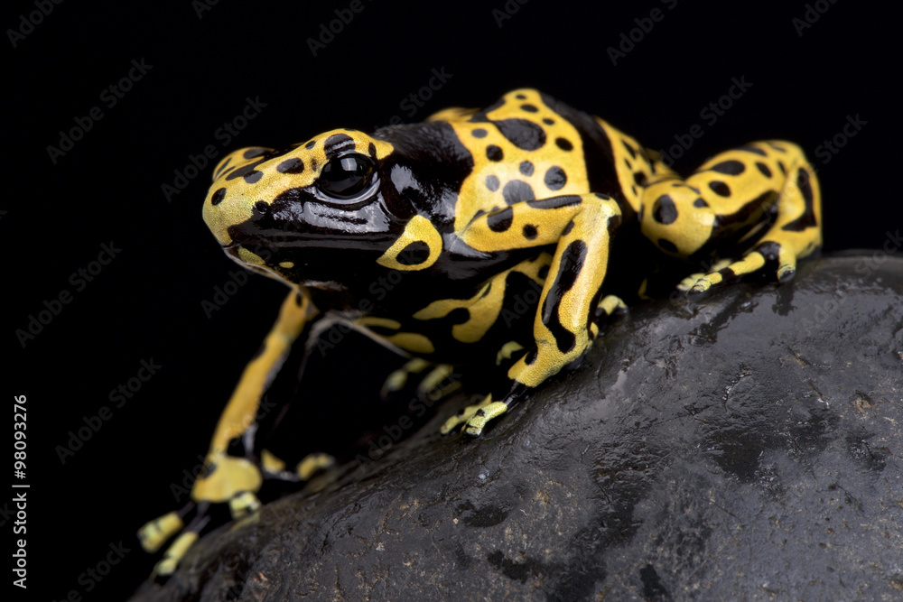 Obraz premium yellow-banded poison dart frog (Dendrobates leucomelas)