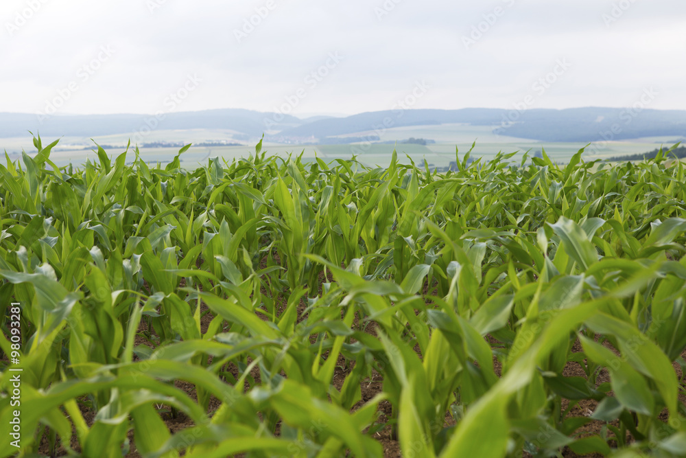 Fototapeta premium closeup of a green cornfield