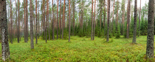 Summer forest panorama #98093422