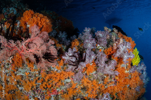 Colorful Soft Corals
