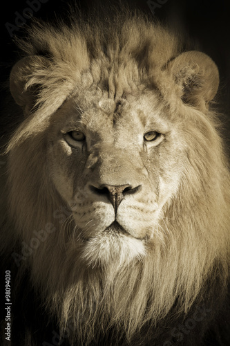 Fototapeta Naklejka Na Ścianę i Meble -  This beautifully toned portrait of a make African Lion as the King of Beasts was shot at a local zoo late on a fall day.