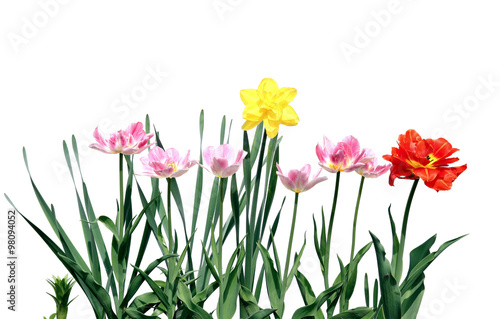 Fototapeta Naklejka Na Ścianę i Meble -  Several red and pink flowering tulips and yellow narcissus isola