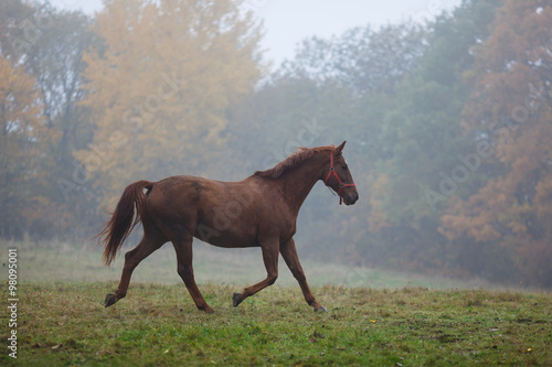 Running horse in the fog