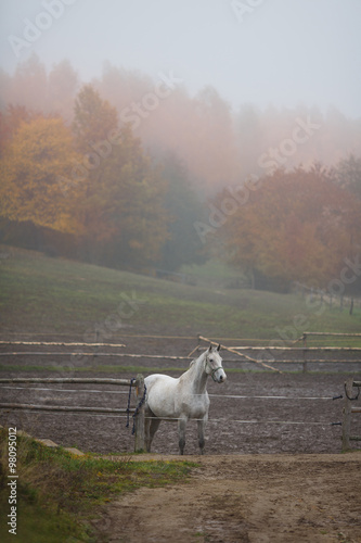 Fototapeta Naklejka Na Ścianę i Meble -  White horse in a stable outdoor