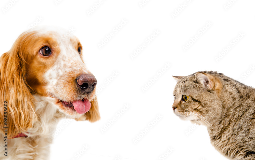 Portrait of a funny dog Russian Spaniel and cat Scottish Straight