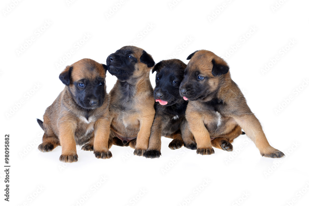 Cute puppy Cute puppy