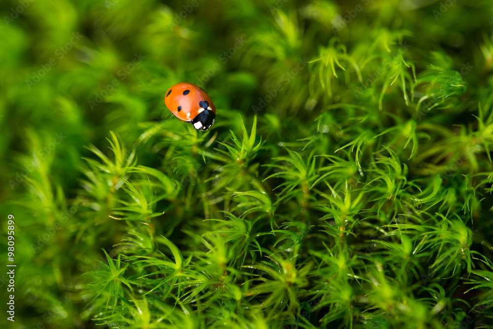 Ladybug on the green moss, close up with small depth of field Ladybug on the green moss, close up with small depth of field