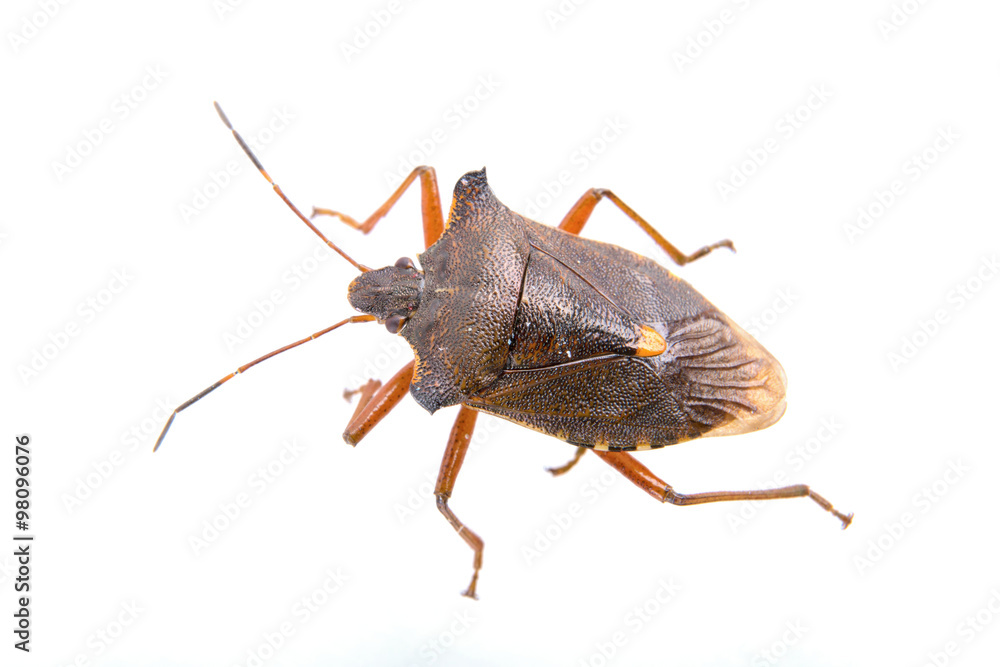 Brown shield bug on a white background Brown shield bug on a white background