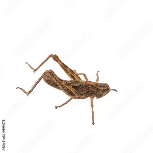Brown grasshopper on a white background