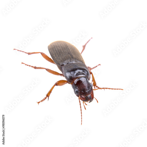 Brown bug on a white background