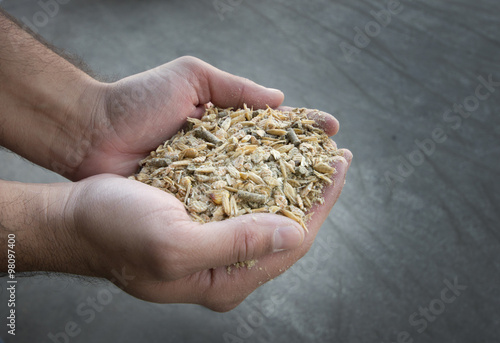 Cattle feed inhuman hands photo