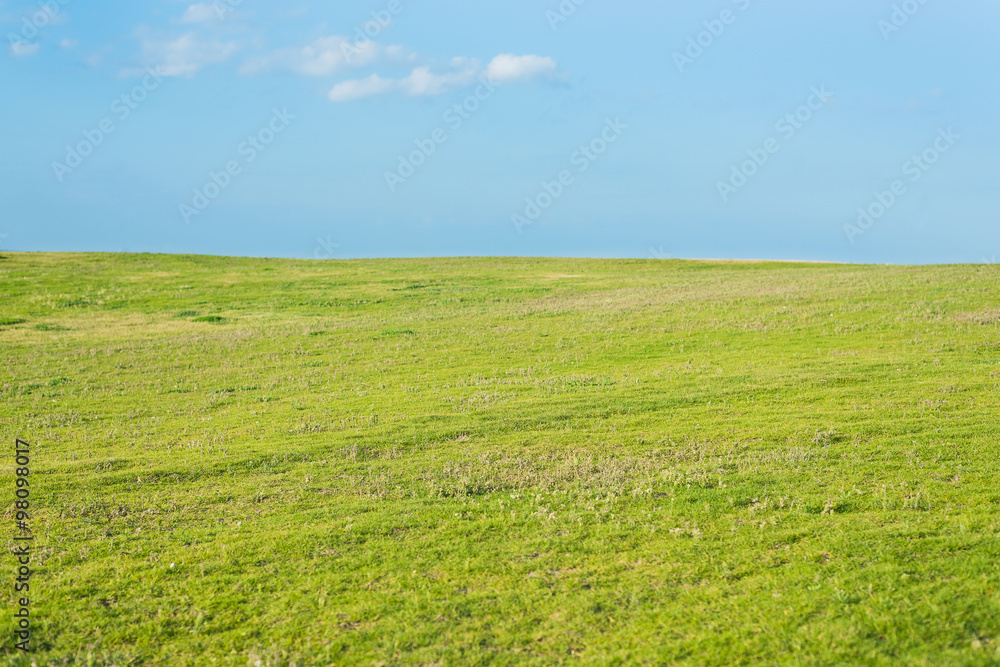 Green grass with blue sky background. 