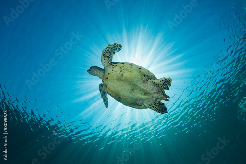 A Hawksbill Turtle - eretmochelys imbricata - swims under the sun. Taken in Komodo National Park, Indonesia.