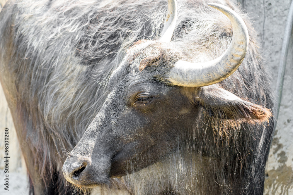 Fototapeta premium Wild Horned Bull Portrait Close Up