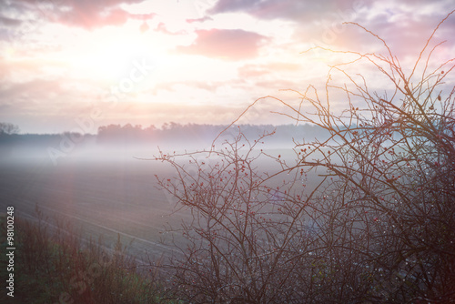 Rose hip bush in the winter mist