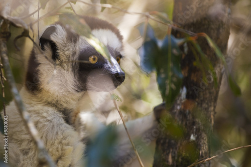 Cute white Verreaux s Sifaka lemur portrait in Zombitse National park in Madagascar  Africa.