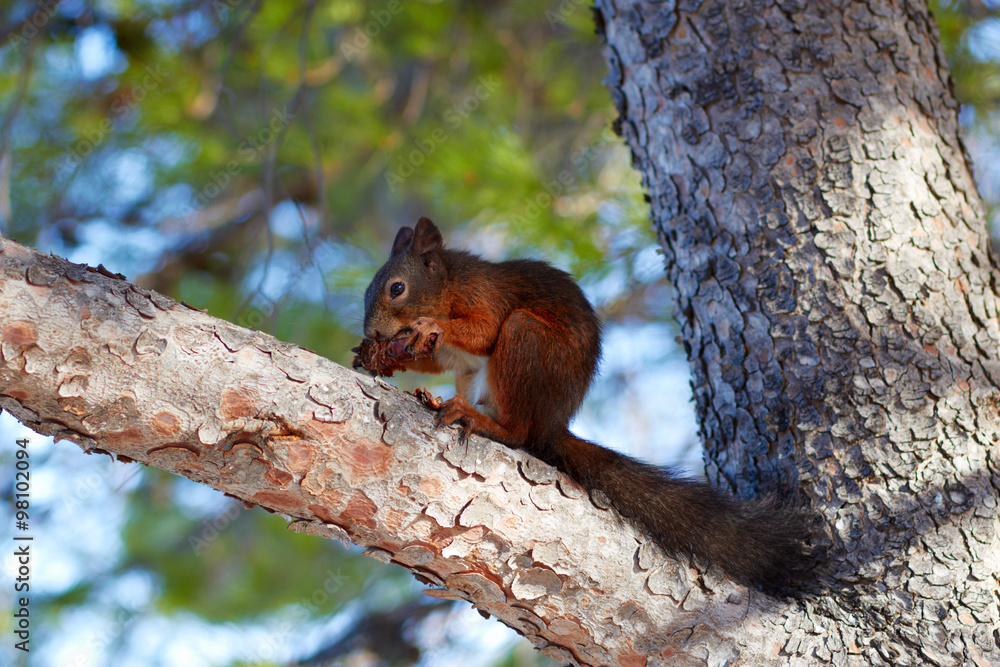 Squirrel on a pine tree Squirrel on a pine tree