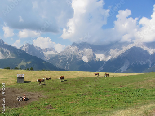 Alpine pasture with cows in foreground and view of Sesto Dolomites, South Tyrol, Italy in background