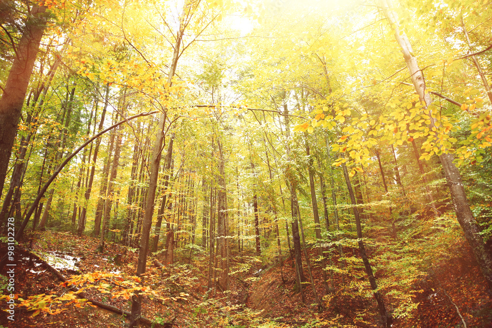 Fototapeta premium Autumn mountain forest