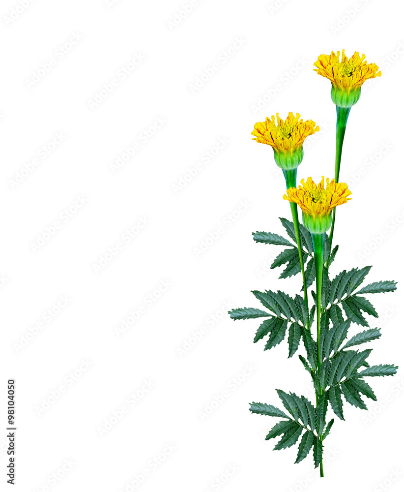 Marigold flowers isolated on white background