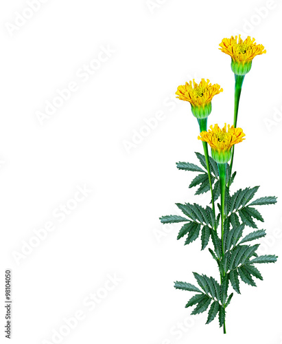 Marigold flowers isolated on white background