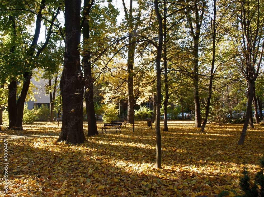 autumn scenery in park