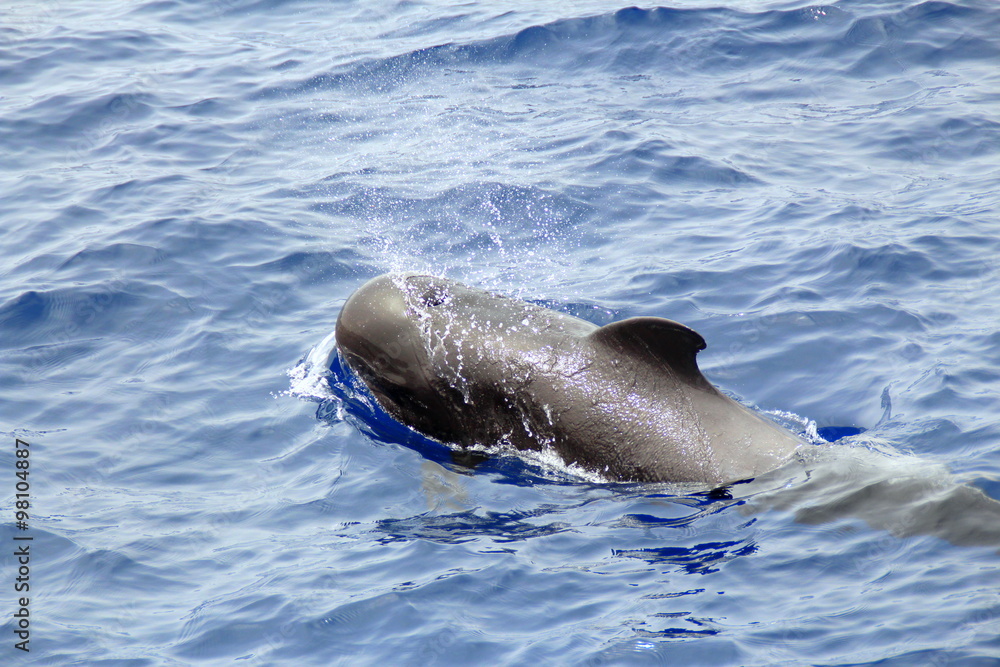 Obraz premium Delfin