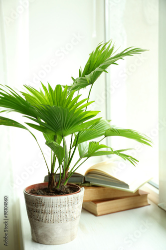 Palm tree (Livistona Rotundifolia) in flowerpot on windowsill at home