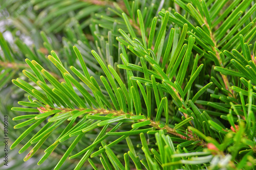 Fir tree  close up