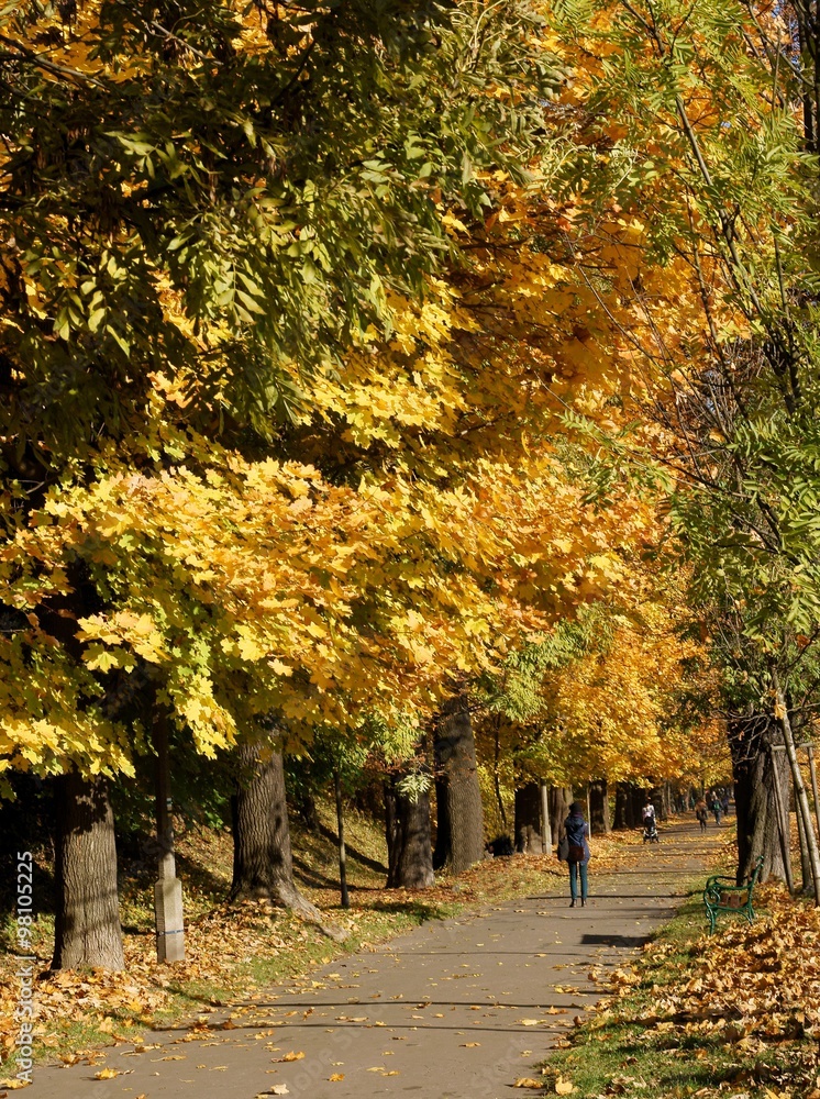 Naklejka premium autumn scenery in park