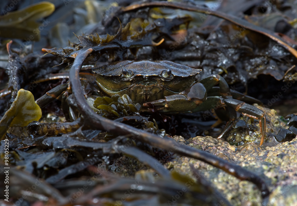 Obraz premium Green Shore Crab (Carcinus Maenus)/Common Crab on seaweed and barnacle encrusted rock