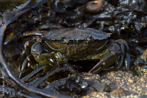 Green Shore Crab (Carcinus Maenus)/Common Crab on seaweed and barnacle encrusted rock