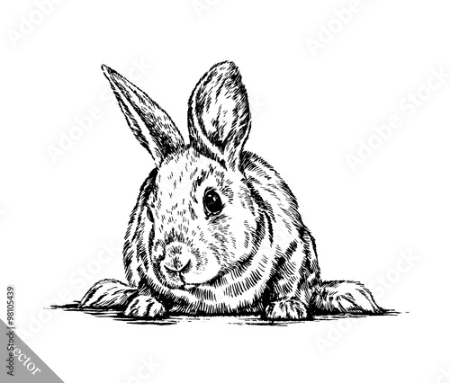 brush painting ink draw isolated rabbit illustration
