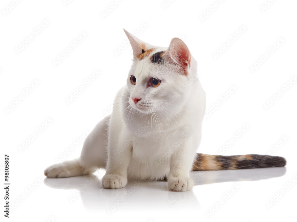 The white guarded with a multi-colored striped tail The white guarded with a multi-colored striped tail