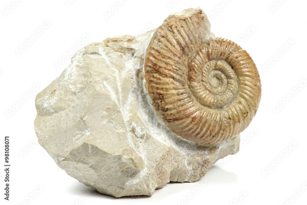 Ammonit (leptosphinctes) isoliert auf weißem Hintergrund Ammonit (leptosphinctes) isoliert auf weißem Hintergrund