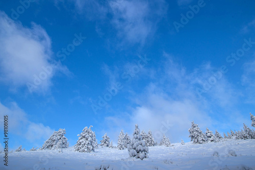 Trees under snow © BGStock72