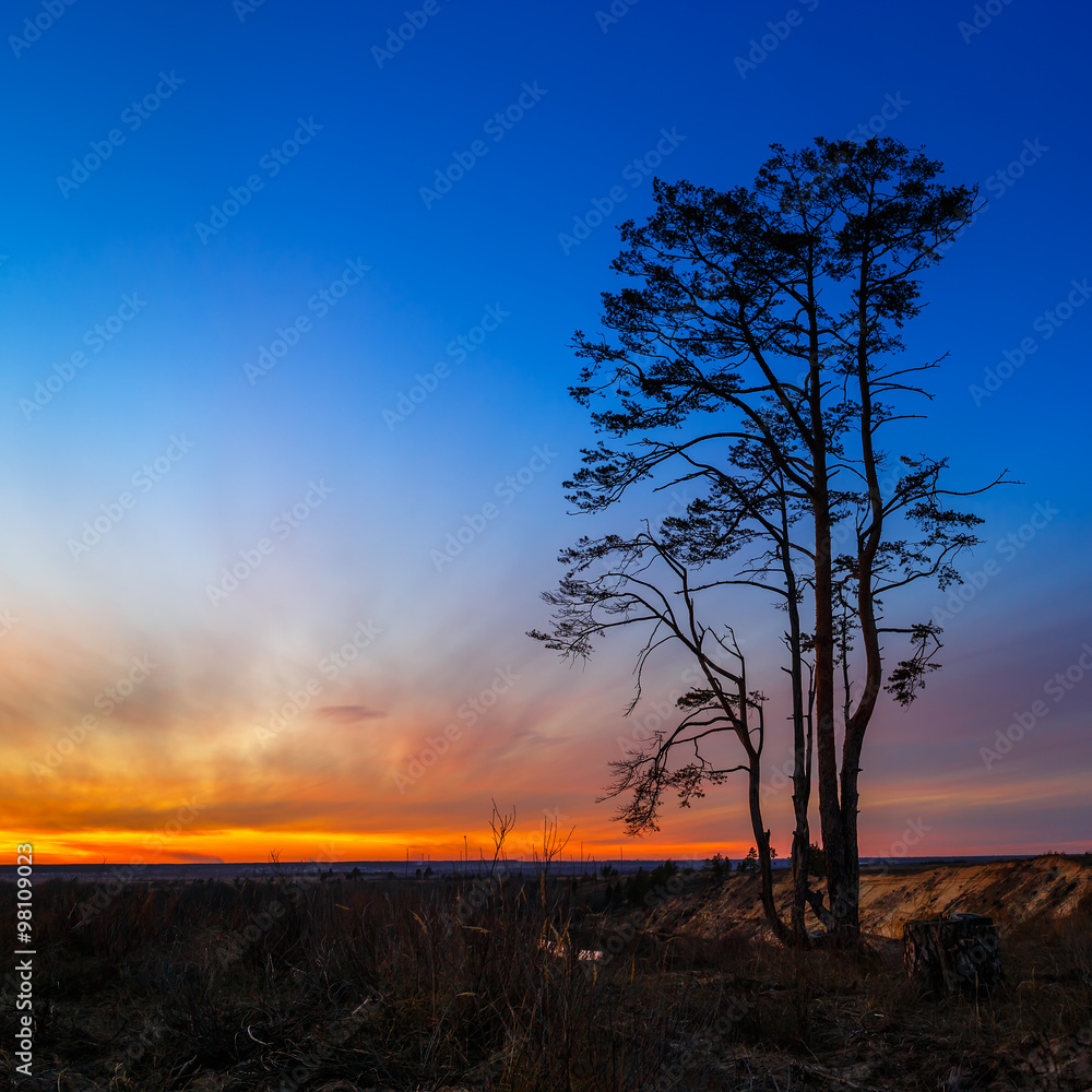 Old tree against the sky with sunset