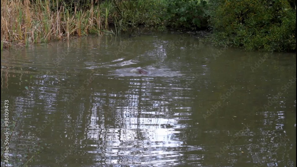 Otter Playing in Water Jumping. Otter Playing in Water Jumping.