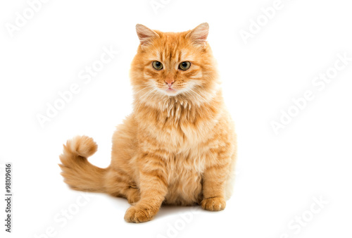 Tableau sur toile red cat