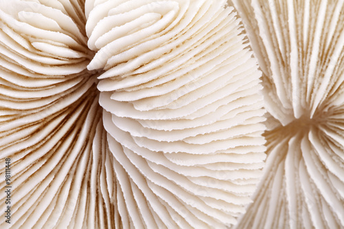 background of seashells of Fungia , close up