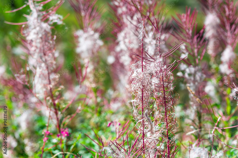 Fluffy pink fireweed flowers Fluffy pink fireweed flowers