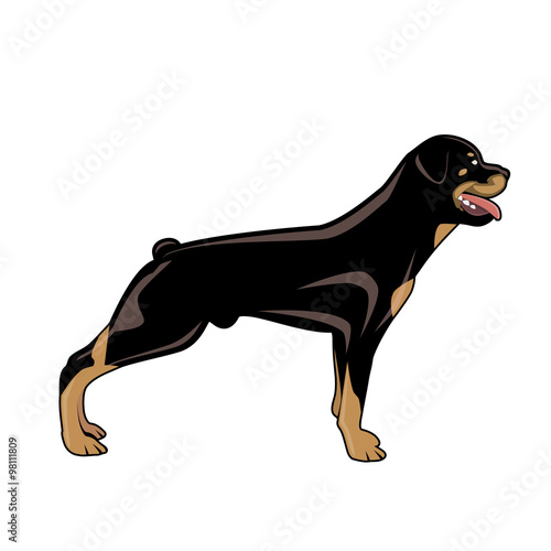 rottweiler vektor illustration