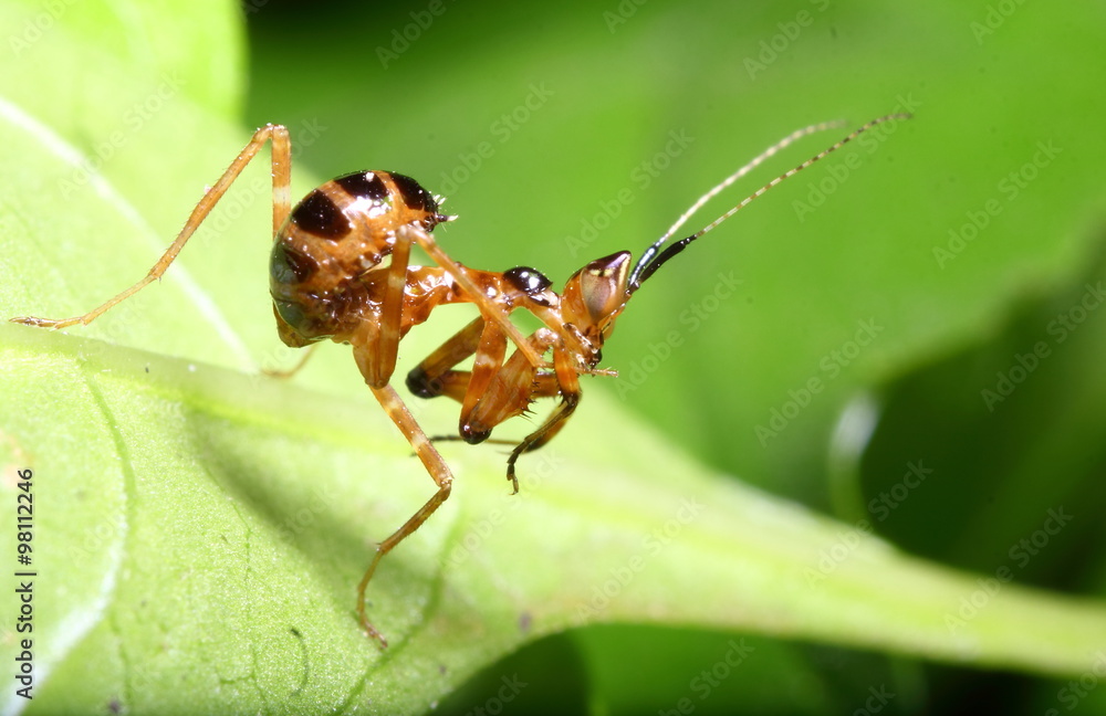 Naklejka premium grasshopper in the green garden