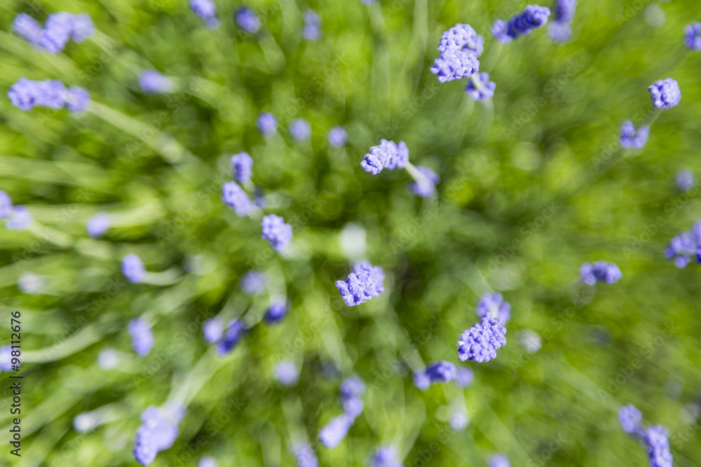 View of Fresh Lavender in Fields View of Fresh Lavender in Fields