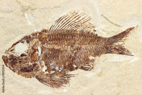 Pseudoberyx Fischfossilie aus dem Libanon