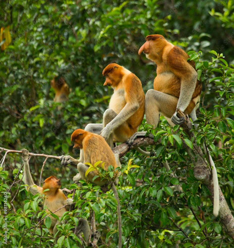 Naklejka premium Family of proboscis monkeys sitting in a tree in the jungle. Indonesia. The island of Borneo (Kalimantan). An excellent illustration.
