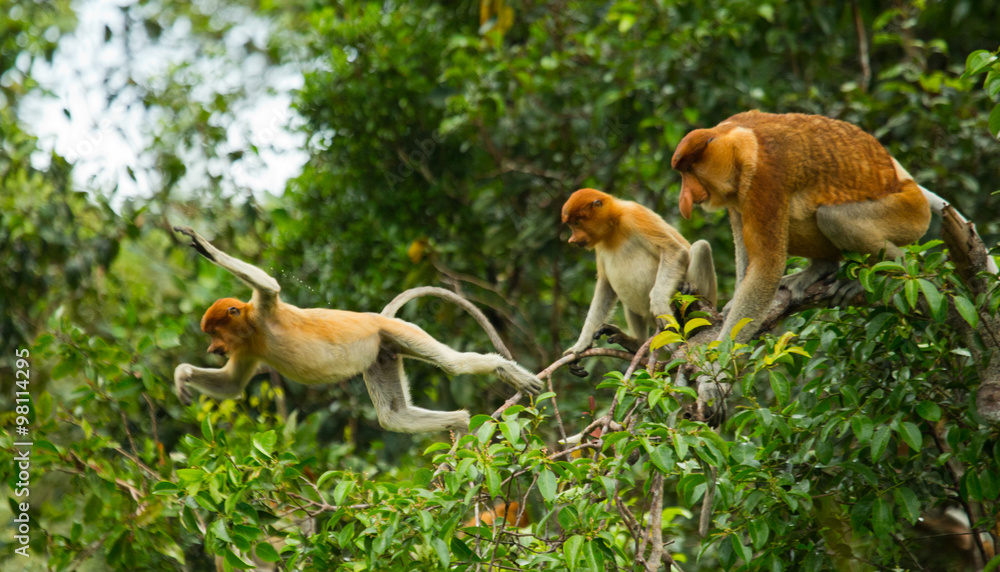 Naklejka premium The proboscis monkey is jumping from tree to tree in the jungle. Indonesia. The island of Borneo (Kalimantan). An excellent illustration.